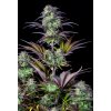 Screenshot 2024 11 19 at 15 11 53 Blueberry Auto Cannabis Seeds – Buy Blueberry Weed Strain Fast Buds