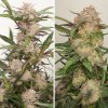 Screenshot 2024 11 19 at 15 26 39 Buy Auto Mimosa Punch® Autoflower Seeds Dutch Passion UK