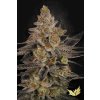 Chocolate Wafflez Paradise Seeds
