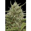 Auto White Berry Cannabis Seed
