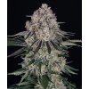 sour diesel auto circle new 21 125147