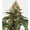 Screenshot 2025 02 13 at 13 34 41 Chocolate Rainbow XXL Fem. 5 ks GROWER.sk