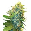 0000170 double kush cake feminized seeds 800