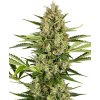 0001215 jack herer automatic seeds 800