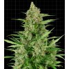 Screenshot 2025 02 13 at 14 47 53 Double Kush Cake Auto 5 ks GROWER.sk