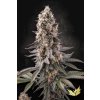 El Dorado OG Paradise Seeds 1
