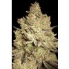 Jack White Cannabis Seed