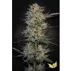 Candy Breath Paradise Seeds
