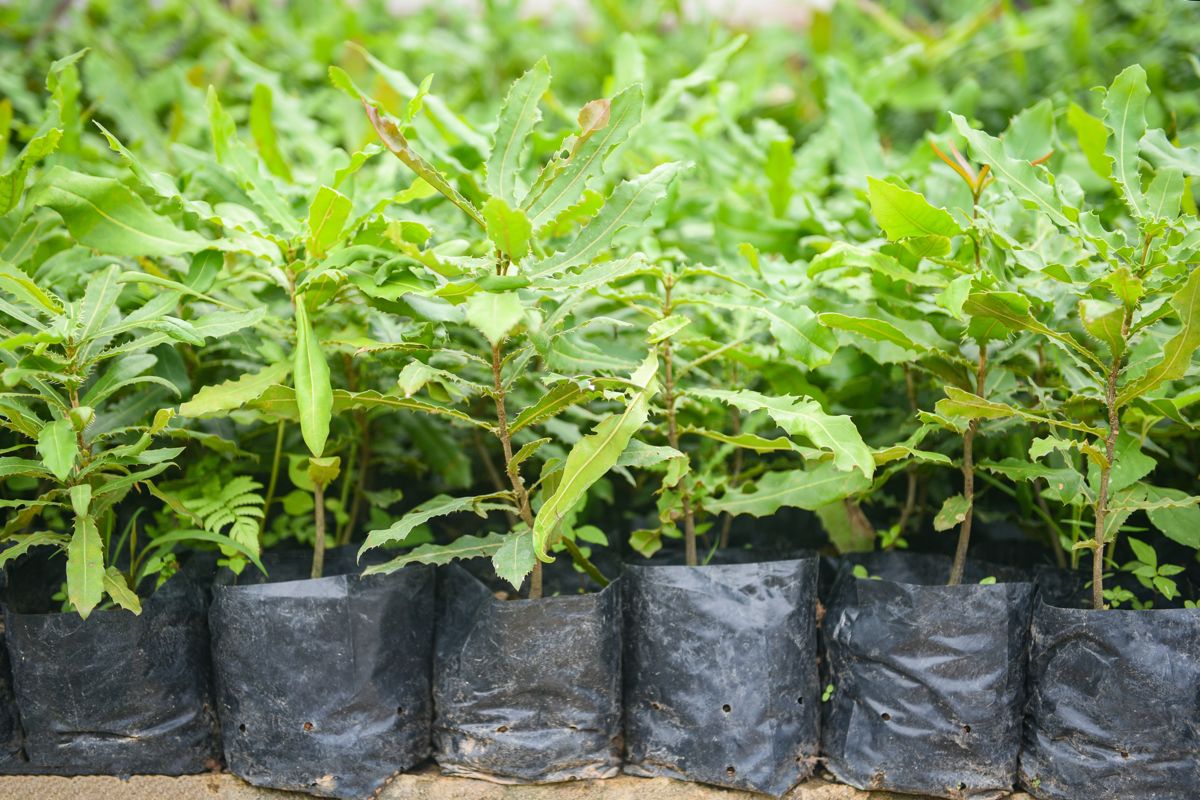 Makadámiové stromy zachraňujú kávu v Etiópii
