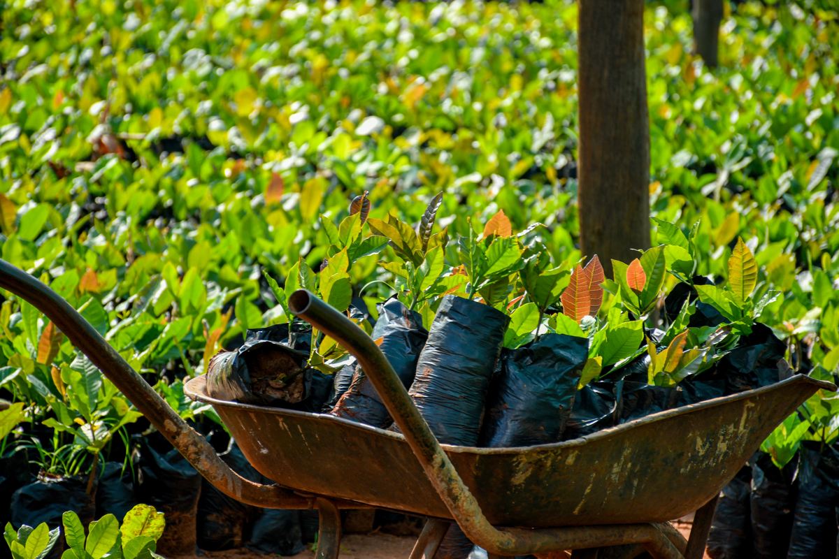 Nadácia Integra vysadila milión stromov