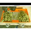 Trim Tray WWW.GROWGARDEN.CZ