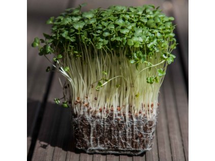 brokolica microgreens mikrozelenina