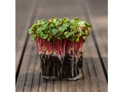 redkovka pink microgreens mikrozelenina