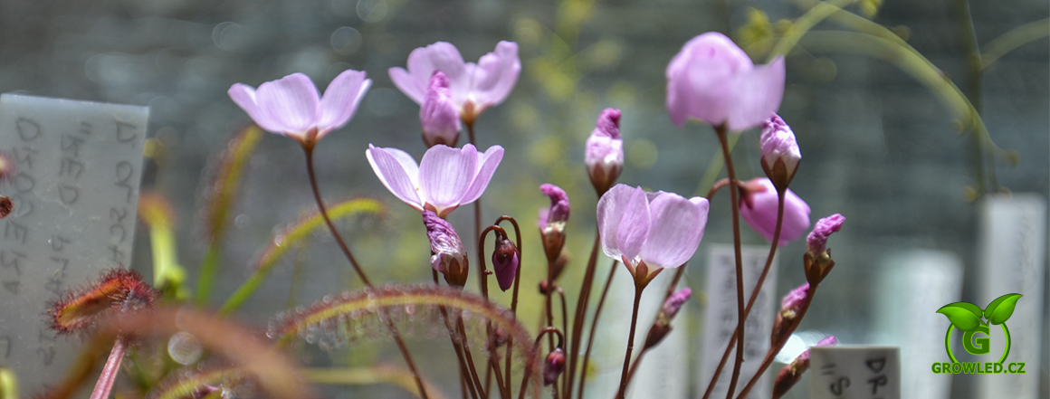 Masožravá rostlina Drosera browniana - Hatter Hill