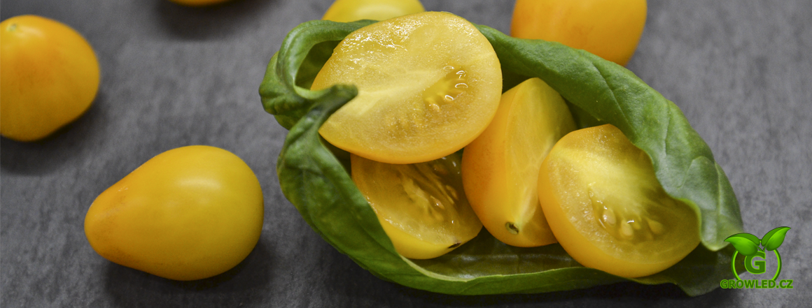 Zimní prosincová sklizeň hruško-rajčata v bazalce