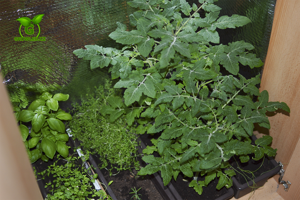 Pěstování rostlin v interiéru pod LED osvětlením GrowLED