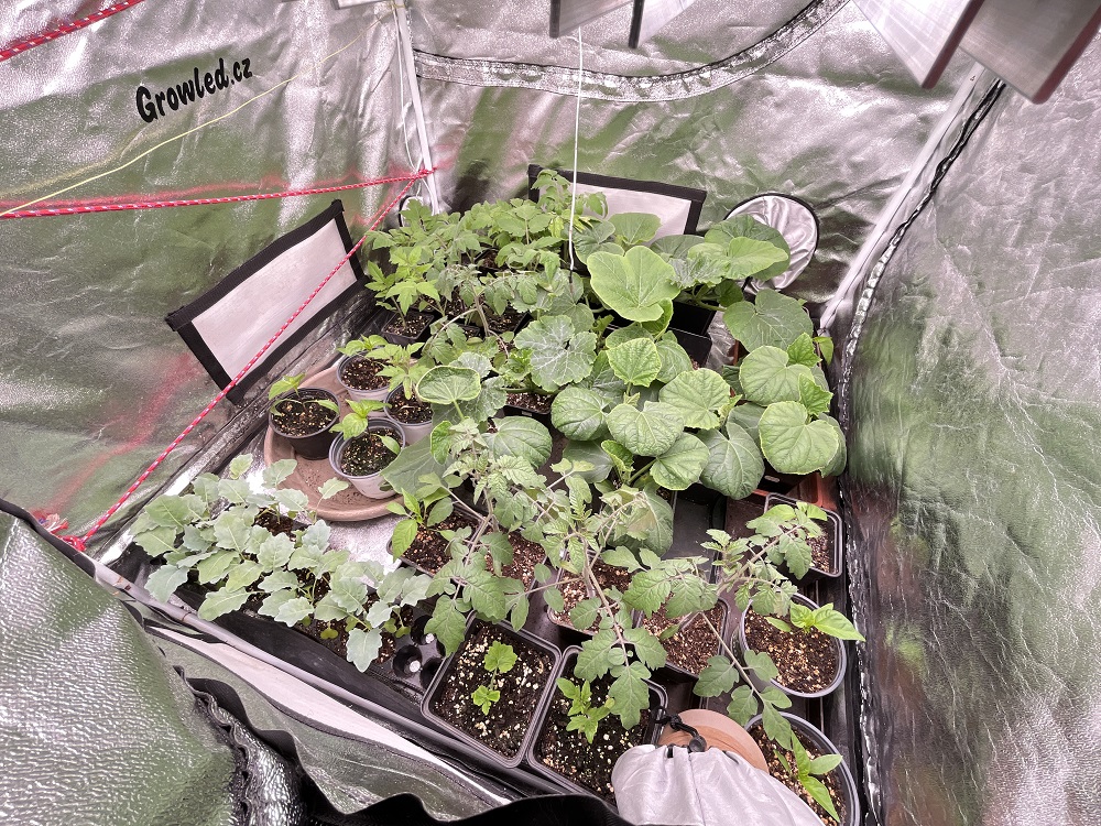 Detail zdravých sazenic bylinek pěstovaných pod plnospektrálním LED osvětlením Flexi 17
