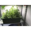 Hydroponicka zahrada growled cz 9 4 kopie