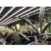 Grow LED Flexi 17 v experimentálním skleníku – detail osvětlení