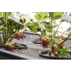 pestovani jahod pod LED osvetlenim GROW LED FLEXI