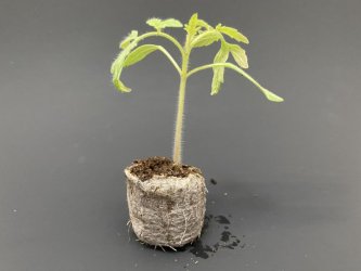 4 tipy pro perfektně zdravé sazenice