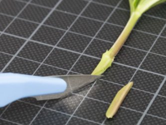 Základy klonování indoor