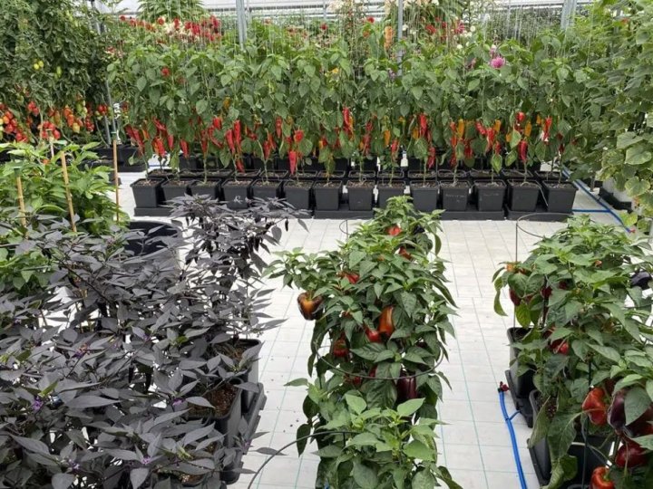 Vše o samozavlažovacích květináčích a jak je vybírat