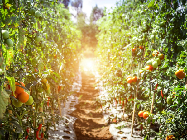 Pěstujeme bio s organickými hnojivy a substráty