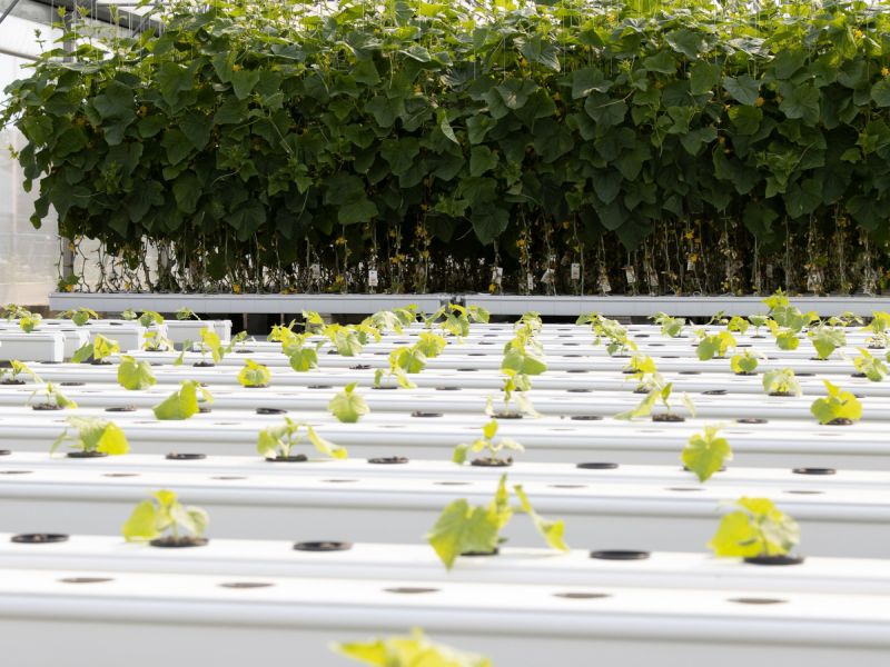 Údržba vybavení: Čištění hydroponických systémů