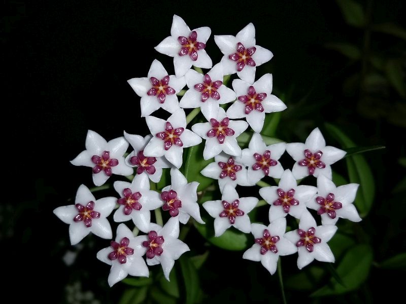 Dokonalá zahrádka: 3 nenáročné pokojovky pro úplné začátečníky