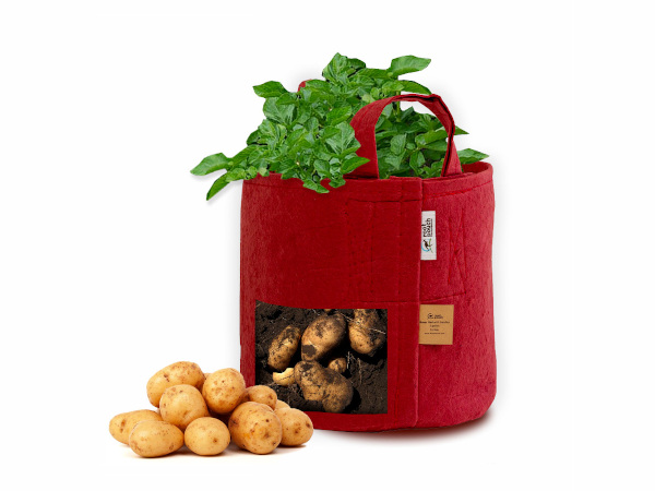 Indoor pěstování brambor a batátů doma