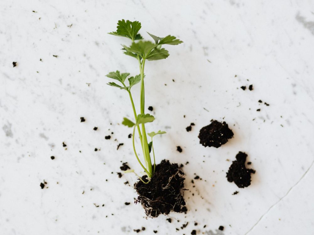 Velký průvodce jarním výsevem zeleniny