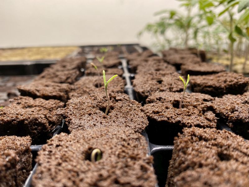 Klíčení semen snadno a rychle