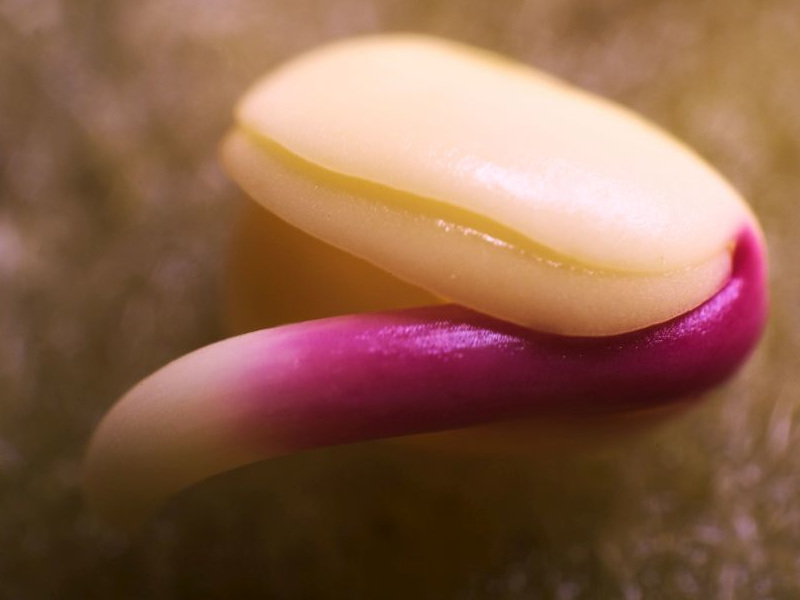 Microgreens: Nejchutnější klíčky a co z nich uvařit