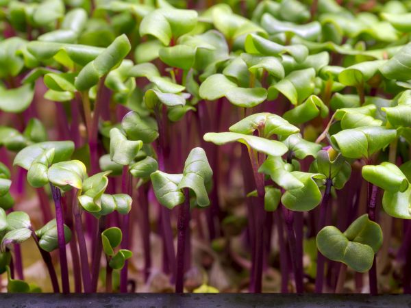 Víte, že microgreens vypěstuje doma i úplný začátečník?