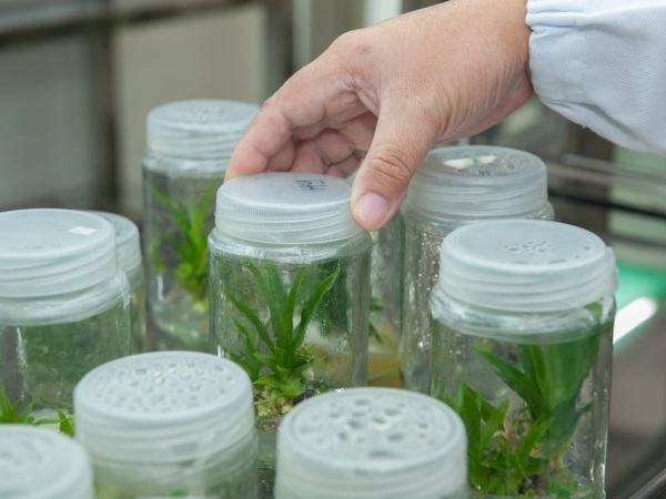 Mikropropagace tkáňových kultur