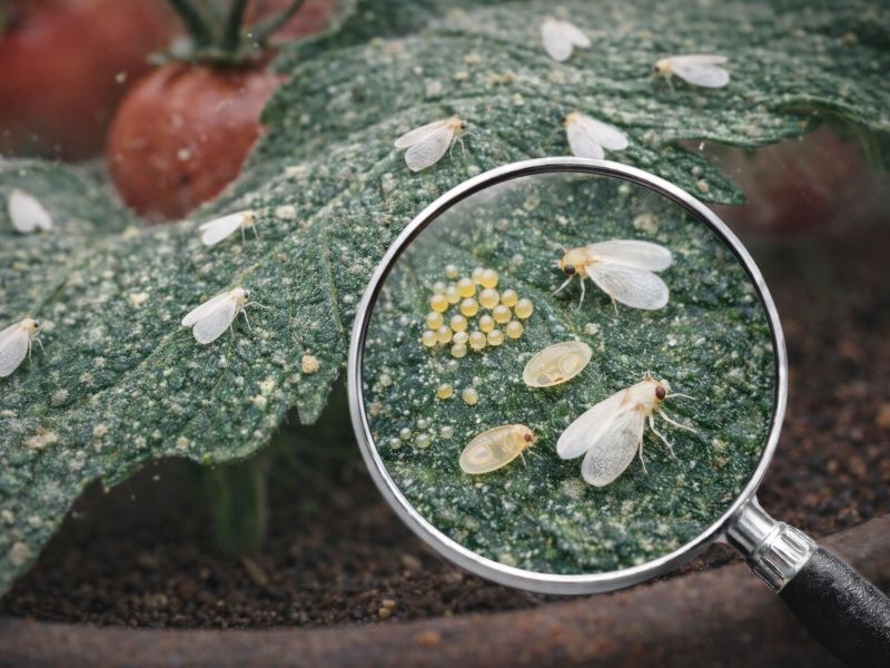 Hygiena při pěstování a ochrana rostlin: Molice