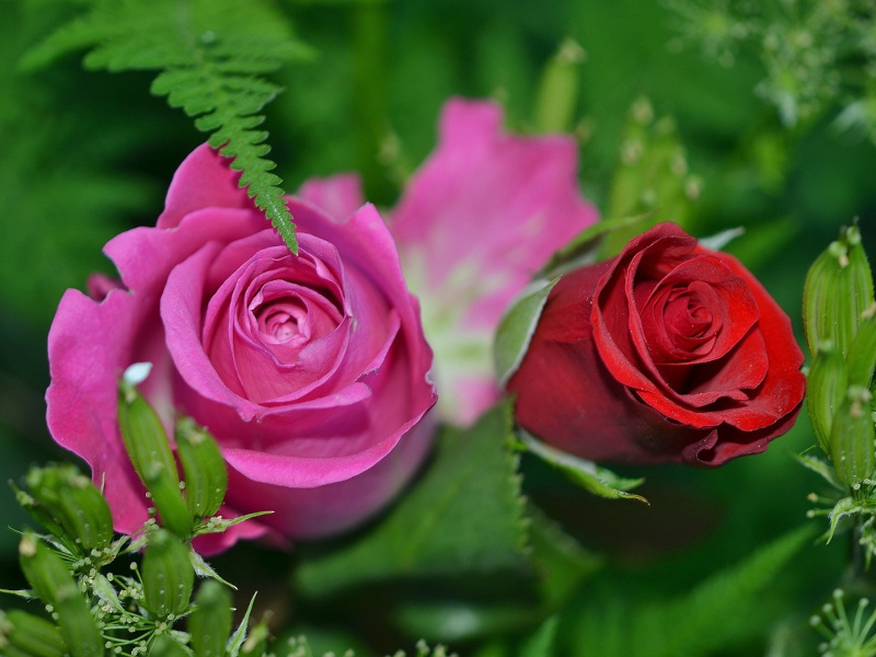 Dokonalá zahrádka: Jak na pěstování růží