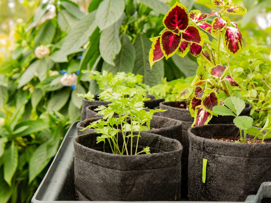 Domácí zelenina po celý rok? 7 tipů na indoor pěstování v zimě
