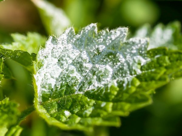 Indoor pěstování: 3 zásady pro ochranu rostlin před plísněmi