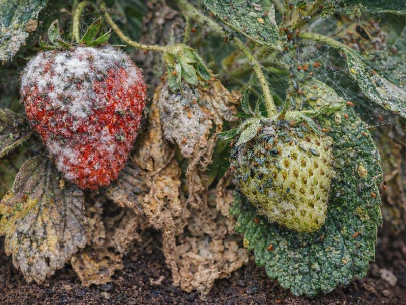 Nemoci rostlin a prevence před plísněmi, řasami, bakteriemi