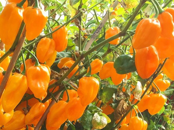 Zrání a proplachování, využijte poslední týdny před sklizní na maximum