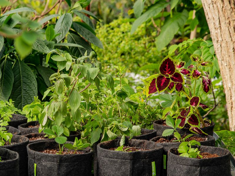 Stimulátory a další doplňky výživy rostlin: K čemu slouží a jak je vybírat?