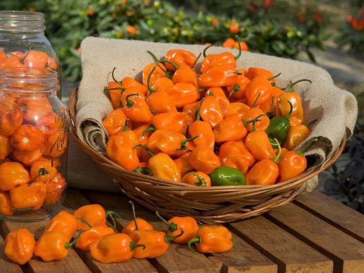 Jak vybrat správnou síť na sušení bylinek a hub?