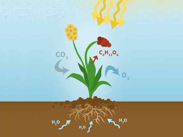 Správná regulace teploty a CO2 je podmínkou pro špičkové pěstování