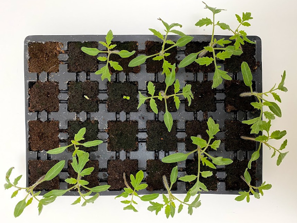 Test sadbovacích médií