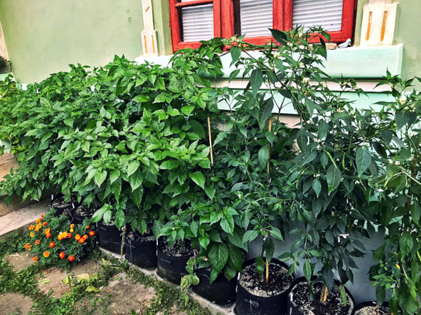 ​Kdy a proč je textilní květináč lepší než plastový?