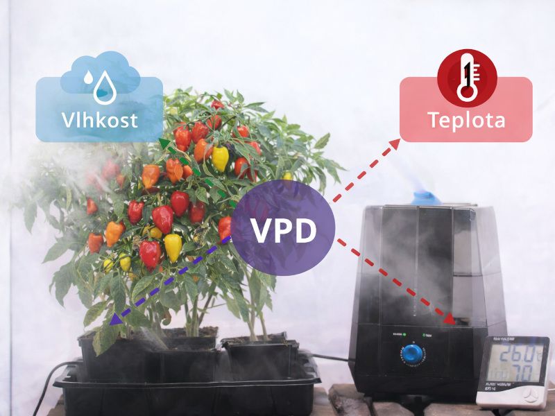 Vliv vlhkosti, teploty a VPD na pěstování rostlin