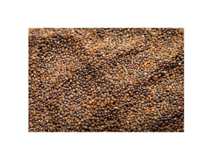 Rukola na microgreens, 500 g