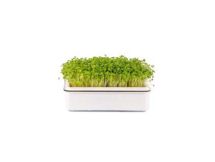 Microgreens semínka na klíčky - Brokolice 10 g